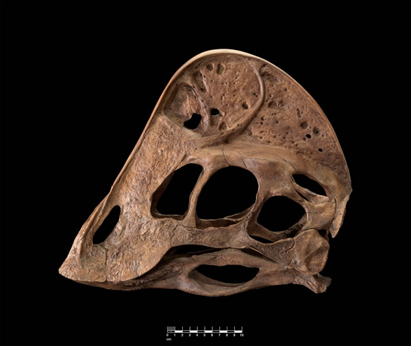 安祖維利頭部化石