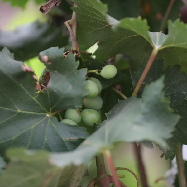 葡萄(Vitis vinifera)