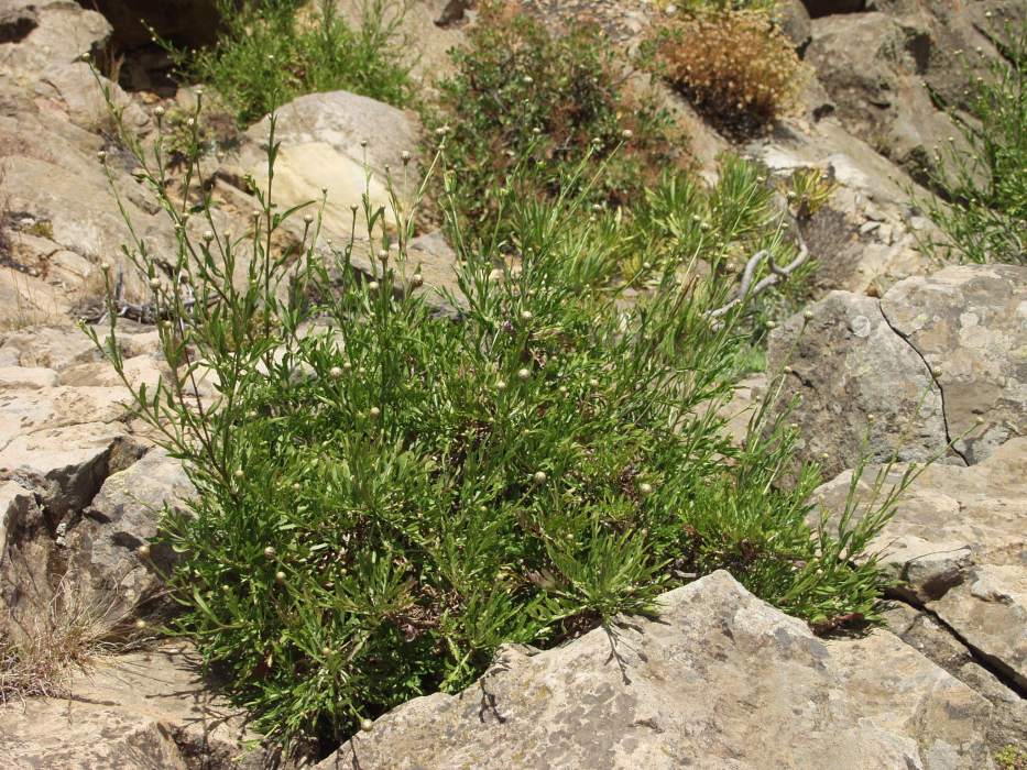 Cheirolophus junonianus