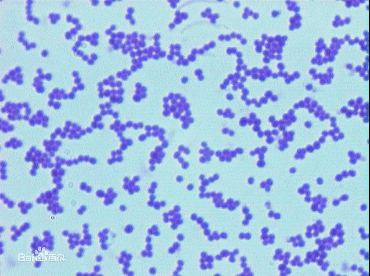 化膿性球菌