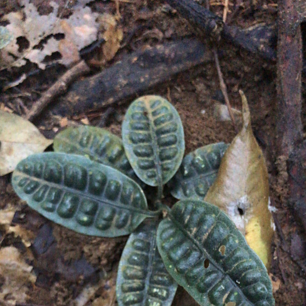 Psychotria ankasensis