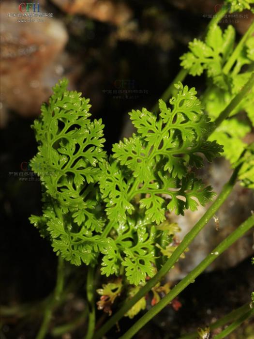高山珠蕨 高山珠蕨