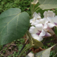 白花泡桐