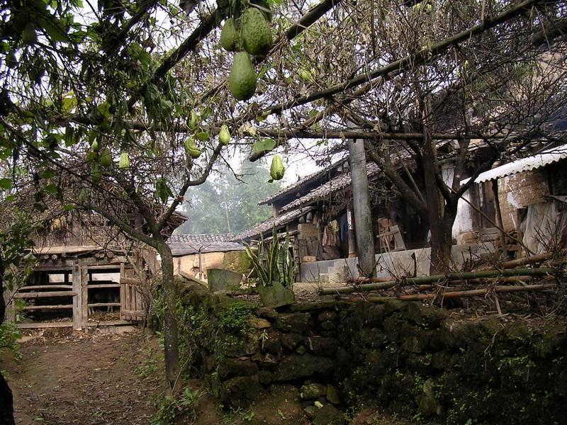 雞叫山村(雲南省普洱市景東彝族自治縣景福鄉下轄村) 雞叫山村(雲南省普洱市景東彝族自治縣景福鄉下轄村)