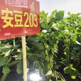 安豆203 安豆203