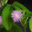 含羞花 含羞花