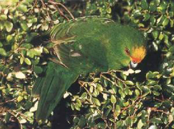 橙額鸚鵡(圖4)