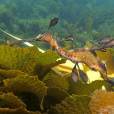 海龍魚科 海龍魚科