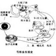 弓形蟲