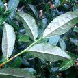 突肋茶 突肋茶