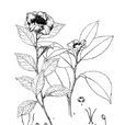 長柄山茶 長柄山茶