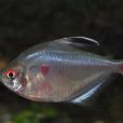 黑旗魚 黑旗魚