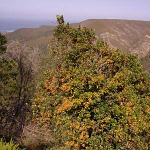 Pterocelastrus tricuspidatus