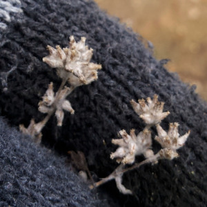 Troglophyton tenellum