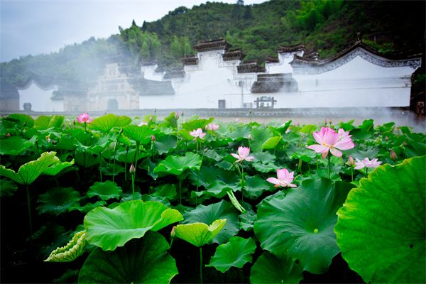 茶排村 茶排村
