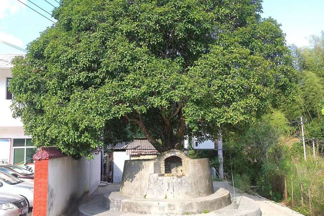 富地村(福建省龍巖市連城縣羅坊鄉) 富地村(福建省龍巖市連城縣羅坊鄉)