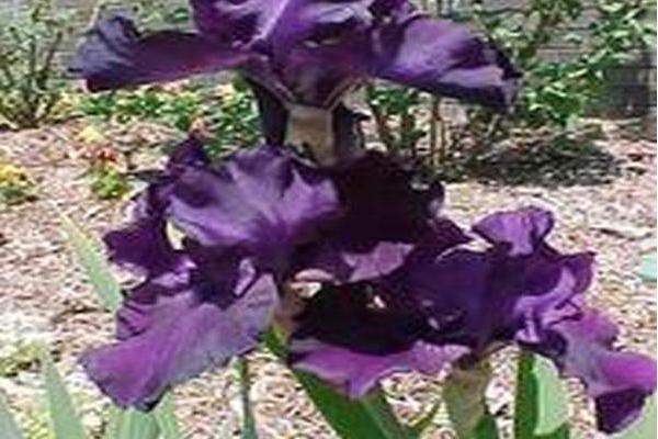 Iris \x27Midnight Fragrance\x27