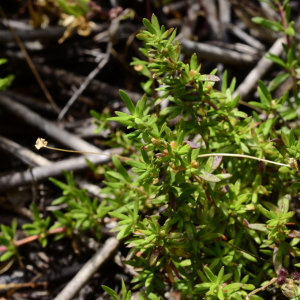Anthospermum prostratum