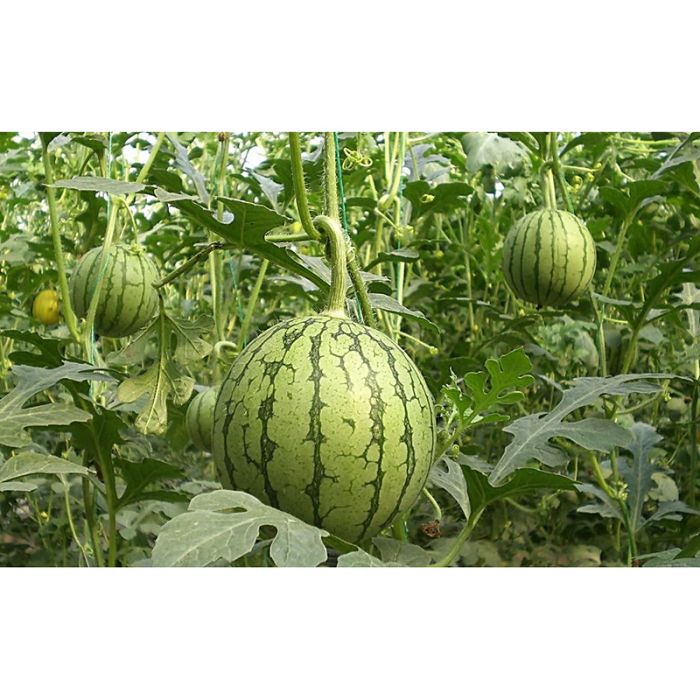 明玉(西瓜品種) 明玉(西瓜品種)