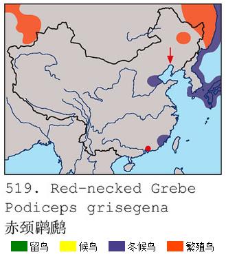 赤頸鸊鷉中國分布圖