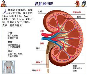 腎臟解剖圖
