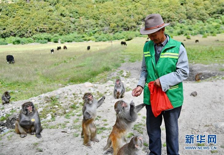 2017年8月林則村甲嘎東贊生態景區的護林員和藏獼猴