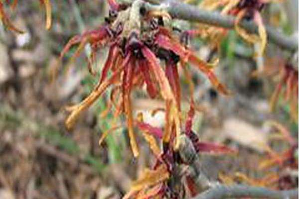 Hamamelis × intermedia \x27Agnes\x27 Hamamelis × intermedia \x27Agnes\x27