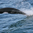 北露脊海豚