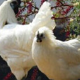 白毛烏骨雞(泰和武山雞)