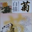 白描菊 白描菊