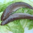 雙斑狗母魚 雙斑狗母魚