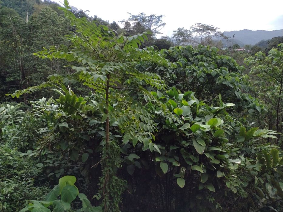 Aralia montana