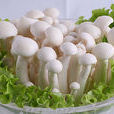 白玉菇