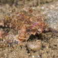 寬海蛾魚