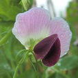 閉花授粉 閉花授粉