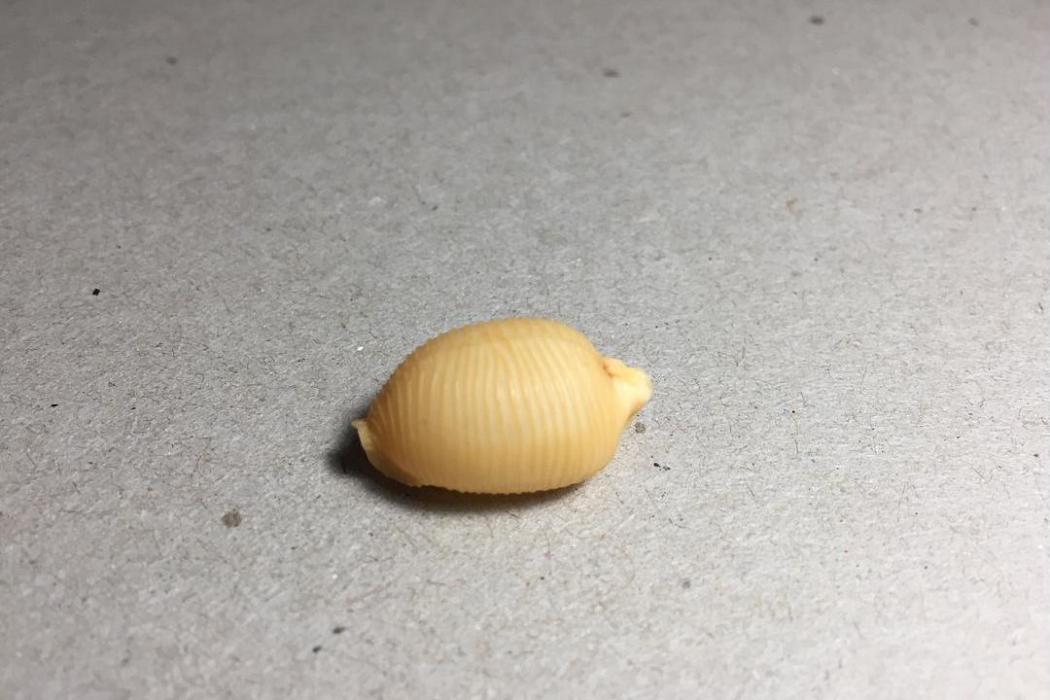 圓球蛹螺 圓球蛹螺