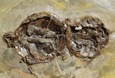烏龜交配化石