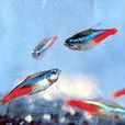 紅蓮燈魚 紅蓮燈魚
