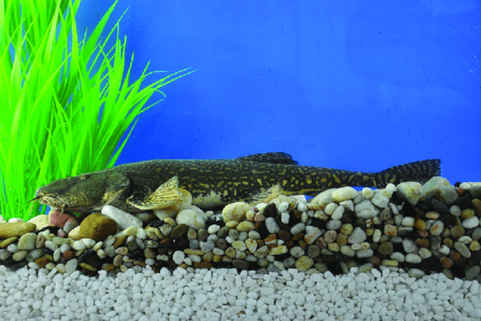 擬鮎高原鰍(高原土鮎魚) 擬鮎高原鰍(高原土鮎魚)