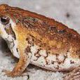 姬蛙科 姬蛙科
