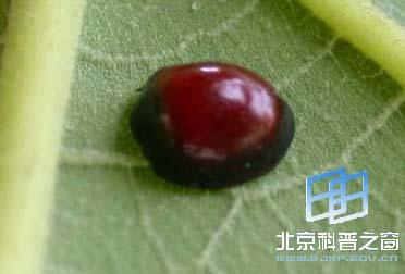 黑緣紅瓢蟲