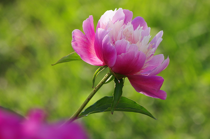 京華幻彩