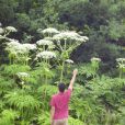 大豕草 大豕草