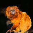 金獅面狨(金獅狨)