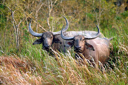 卡齊蘭加國家公園的動物