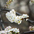 李花(李樹的花) 李花(李樹的花)