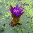 芡(雞頭荷)