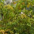 細葉黃皮(Clausena anisum-olens) 細葉黃皮(Clausena anisum-olens)