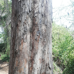Pterocarpus acapulcensis