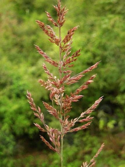 野古草族 野古草族